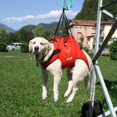 Alp Design Taxi 犬用ハーネス 救助用