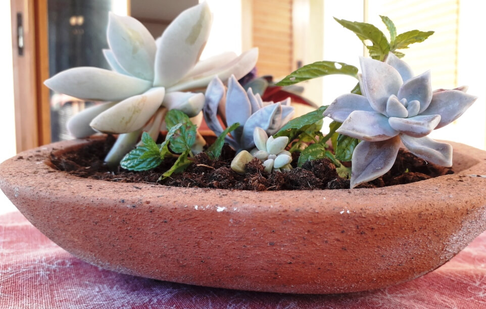 赤い布の上にあるオレンジ色のくぼんだホールドに植えられた植物