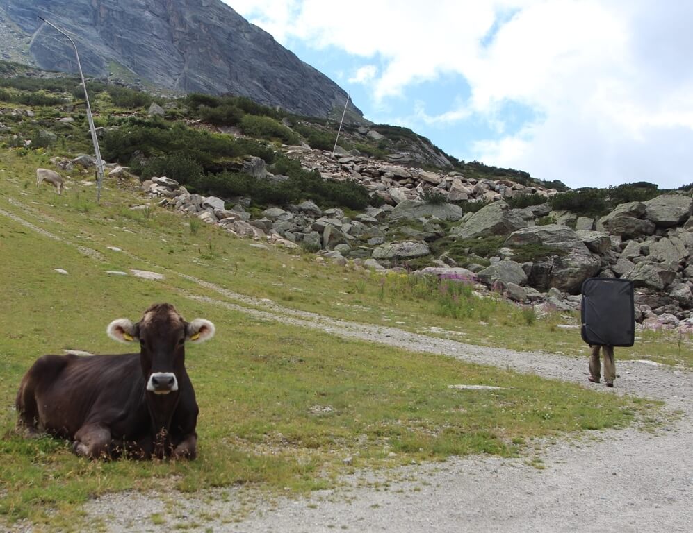 silvretta boulder アルプスの岩の間の道を黒いクラッシュパッドを背負って歩く人。手前の草地には牛が横たわっている