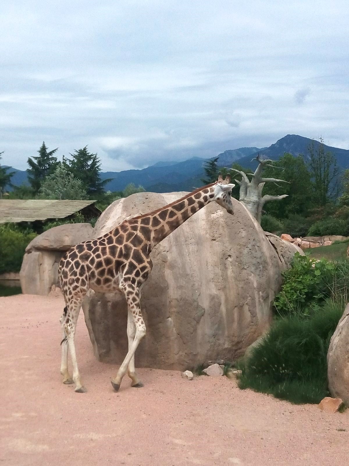 人工の岩のそばにいるキリン